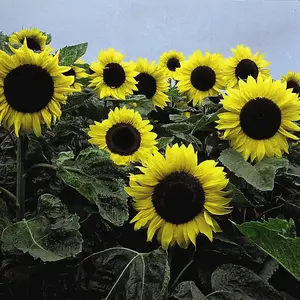 Sunflower Elite Sun F1 Hybrid 1 Packet (20 Seeds)