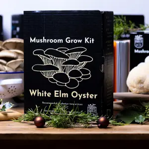 White Elm Oyster Mushroom Growing Kit Gift Option