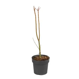 Japanese Maple Tree, Acer Shirasawanum 'Jordan' in a 3L Pot 40-50cm Tall - Established Garden Plants Ready to Plant Out