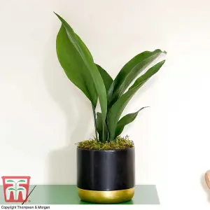 Aspidistra Cast Iron House Plant - 12cm Potted Plant + 30ml Incredifeed House Plant Drip Feeder