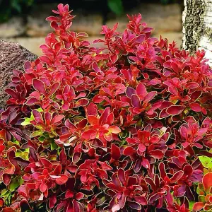 Atropurpurea Admiration Barberry Shrub Plant Berberis Thunbergii 2L Pot