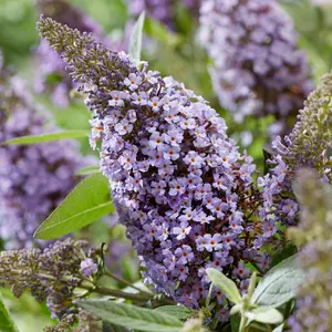 Buddleia Candy Lila Sweetheart, Purple Butterfly Bush for UK Gardens (15-25cm Height Including Pot)