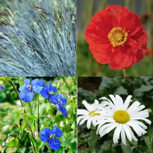 75 Mixed Flower Seed Packs - Lucky Dip Selection - Grow Your Own Flowers