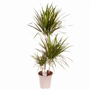 Dracaena Marginata 3 stem 60/30/15cm in  24cm pot 1.3M tall - Dragon Tree Houseplant for Homes & Office