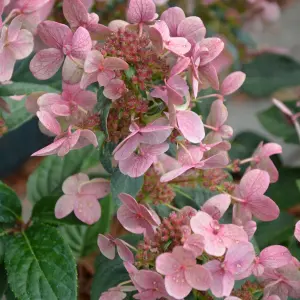 Hydrangea Polestar Garden Shrub - Dual-Tone Pink and White Blooms (15-30cm Height Including Pot)