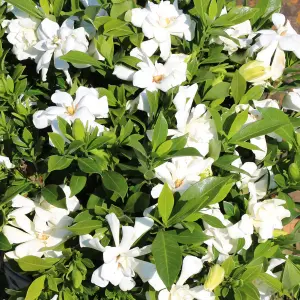 Gardenia Sweetheart Garden Plant - Fragrant White Flowers, Compact Size (15-25cm Height Including Pot)