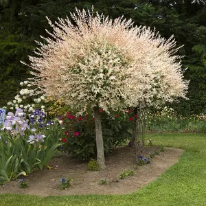 Flamingo Willow Tree, Salix Integra 'Hakuro-nishiki' - 80cm Standard Tree in a 3L Pot