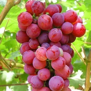 Red Grape Vitis vinifera - Outdoor Fruit Plant, Ideal for UK Gardens, Compact Size (20-30cm Height Including Pot)