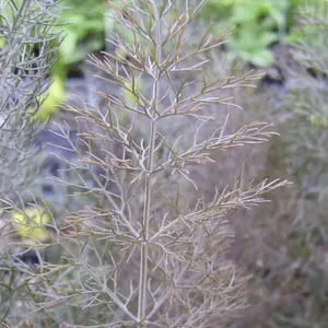 Fennel Bronze Herb Plant - Compact Growth, Striking Bronze Foliage (5-15cm Height Including Pot)