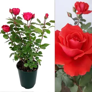 Red Rose Bush Love Knot - Floribunda Hybrid Tea Rose in a 3L Pot