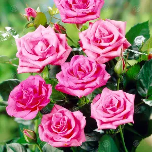 Thinking Of You Pink Rose - Outdoor Plant, Ideal for Gardens, Compact Size