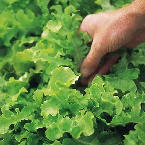 Lettuce Salad Bowl 1 Seed Packet (750 Seeds)