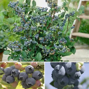 You Garden - 3 x Blueberry Bushes in 9cm Pots - 3 Varieties 'Hanover' 'Blueray' 'Ozark Blue' Superfruit Blueberry Plants