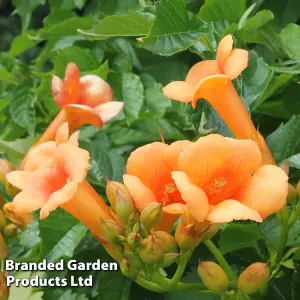 Campsis Indian Summer 2 Litre Pot x 2