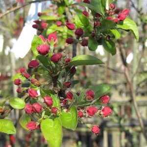 Malus Evereste Tree - Crab Apple Tree, White Spring Blossoms, Low Maintenance (5-6ft)