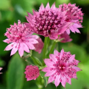 Astrantia Roma - Pink Flowering Masterwort Perennial Plant, Compact Size (15-30cm Height Including Pot)