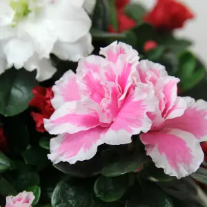 2 x Azalea Carnaval Quattro Indoor Flowering Plant - Live Potted Azalea in 12cm Pots - Easy to Care For Perfect for Gifting