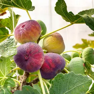 Fig Fruit Tree - Ficus Carica 'Rouge De Bordeux' in 9cm Pot