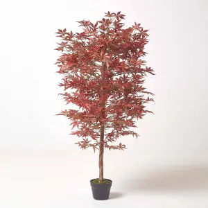 Homescapes Acer Tree in Pot, 150 cm Tall