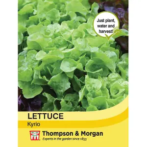 Lettuce Kyrio 1 Seed Packet (250 Seeds)