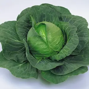 Cabbage Elisa F1 Hybrid 1 Seed Packet (30 Seeds)