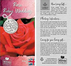 Ruby Wedding Rose Bush Gift Wrapped - 40th Wedding Anniversary Plant