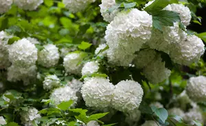 1 Guelder Rose / Viburnum Opulus, 2-3ft Tall in 1L Pot, Flowers & Berries 3FATPIGS