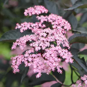 Porphyrophylla Gerda Black Elder Shrub Plant Sambucus Nigra 2L Pot