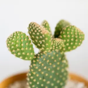 Opuntia Microdasys Bunny Ears Cactus in 8.5cm Pot - Indoor Cactus Plant