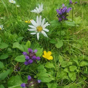 Wild Flower Lawn Seed - UK Native Wildflowers - 250g