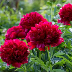 Peony - Paeonia lactifolia Command Performance - Supplied as a bare root with 3-5 eyes