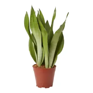 Verve Snake plant in Terracotta Plastic Grow pot 14cm