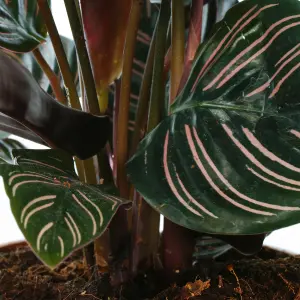 Calathea Ornata - Exotic Foliage, Indoor Houseplant (14cm, 40-50cm)