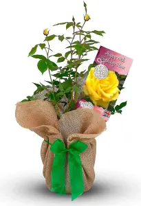 Happy 18th Birthday Rose Bush Gift Wrapped - Plant Gift Perfect for Gardeners