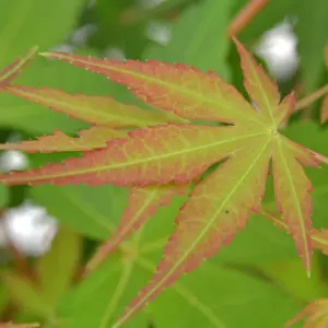 Acer Katsura - Japanese Maple, Ornamental Tree (20-30cm Height Including Pot)