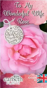 To My Wonderful Wife Rose Bush Gift Wrapped - Plant Gift Perfect for Gardeners