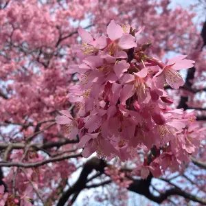 Prunus Okame Tree - Vibrant Pink Flowers, Compact, Hardy (5-6ft)