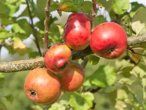 Lincolnshire Fruits Newton Wonder Potted Apple 7 Litre Tree