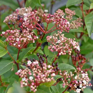 Viburnum Tinus Spirit (Laurustinus Viburnum) 3.6 Litre Potted Plant x 1