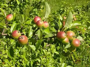 2-3ft Crab Apple (Malus Sylvestris) Grade A Bare Root Hedge Hedging Plants Tree Sapling - Pack of 10