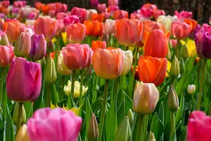 20 Tulip Bulbs Double Dancers Spring Bulbs 10/11 Pink Yellow Flowers