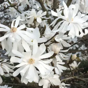 Magnolia Royal Star - Exquisite Blooming Tree for Captivating Outdoor Gardens - UK Plant (20-30cm Height Including Pot)