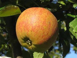 Cox's Orange Pippin Apple Dwarf Patio Fruit Tree 3-4ft Supplied in a 5 Litre Pot