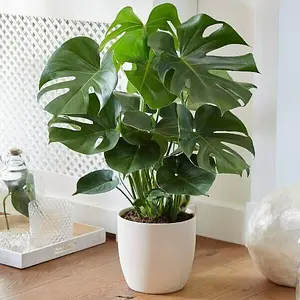 Monstera Cheese Plant Around 40-50cm in Height - Includes White Indoor Pot