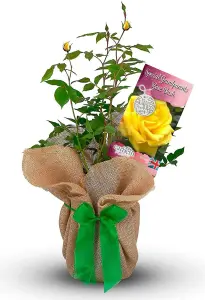 Special Grandparents Rose Bush Gift Wrapped - Plant Gift for The Garden