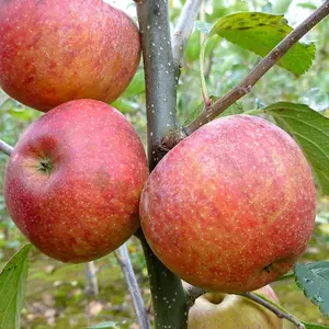 Apple Kidd'S Orange Red Edible Dessert Apple Outdoor Fruit Tree Bare Root 1.2M