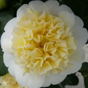 Camelia Yellow  9cm Potted Plant x 1