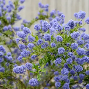 Ceanothus 'Blue Diamond' - 3 Plants - Californian Lilac Evergreen Shrub - Great for Hedging