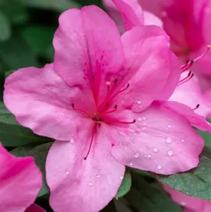 Azalea Geisha Pink - Evergreen Shrub, Exquisite Pink Blooms (20-30cm Height Including Pot)