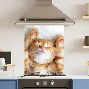 Premium 60cm x 75cm 6mm  Glass Cute Cat Kitchen Splashback Various Sizes Toughened - 60 cm